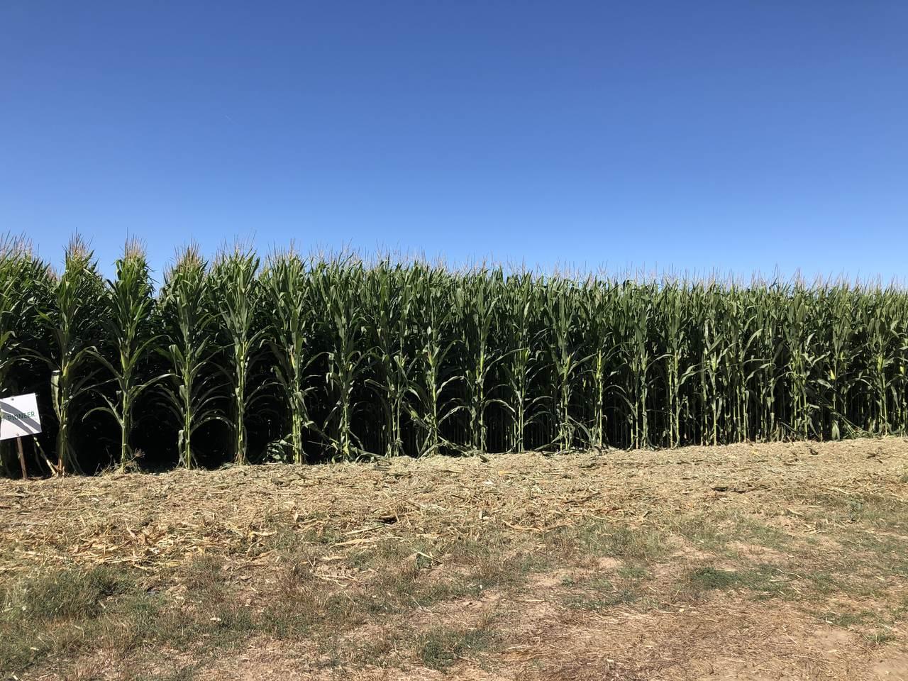 Corteva Agriscience Pioneer